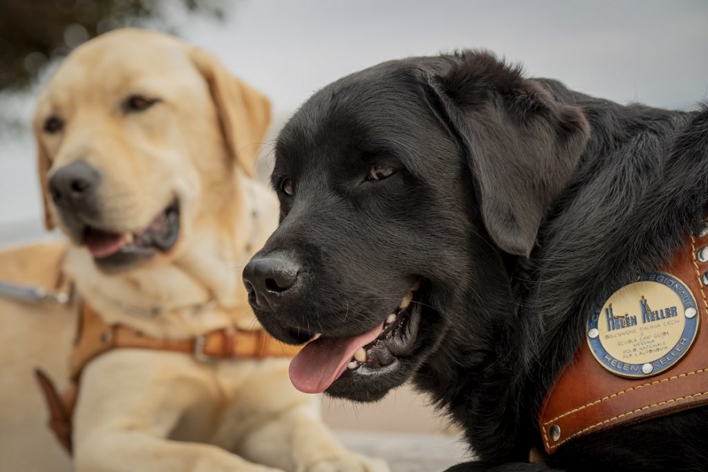 Galleria foto 'Cani guida, rinasce a Messina il Centro Helen Keller' - foto 2