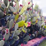 Prende vita il Distretto del cibo Bio-mediterraneo Sikania