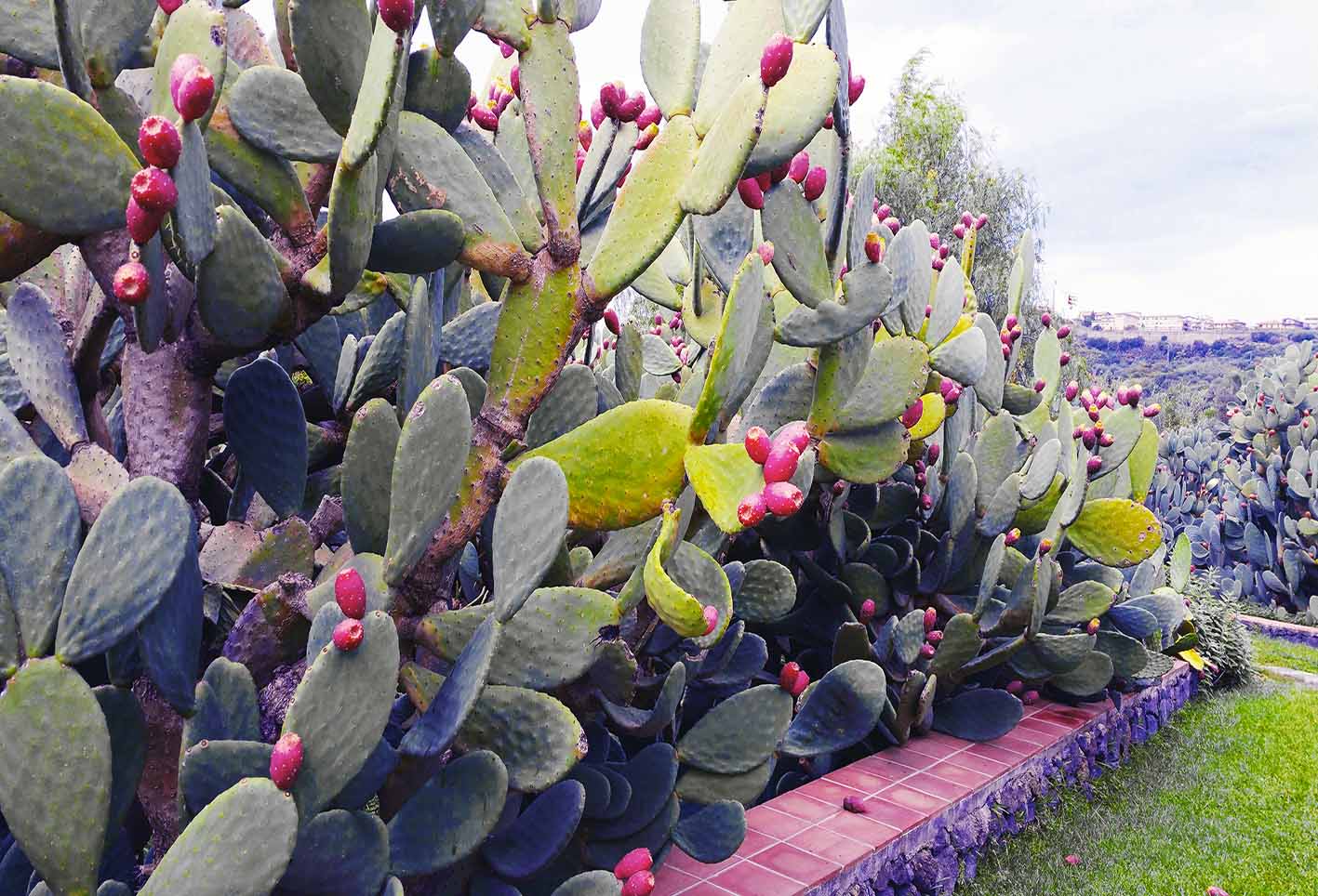 Prende vita il Distretto del cibo Bio-mediterraneo Sikania