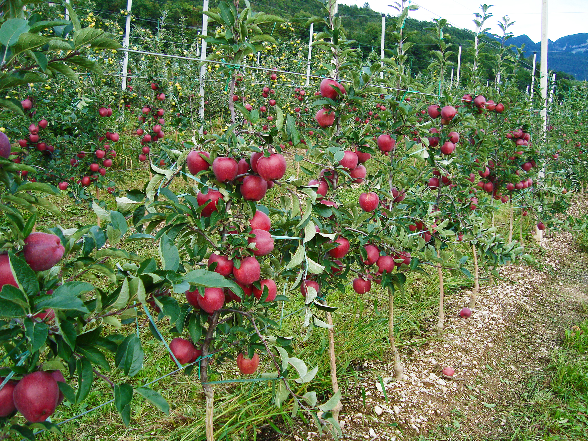 Coldiretti, “Il caldo anticipa la raccolta delle mele, produzione a -3%”