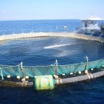 Al via il Piano regionale per l’anguilla