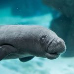 C’è un nuovo lamantino nell’Acquario di Genova