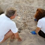 La carica delle 121: a Scoglitti incredibile schiusa di tartarughe