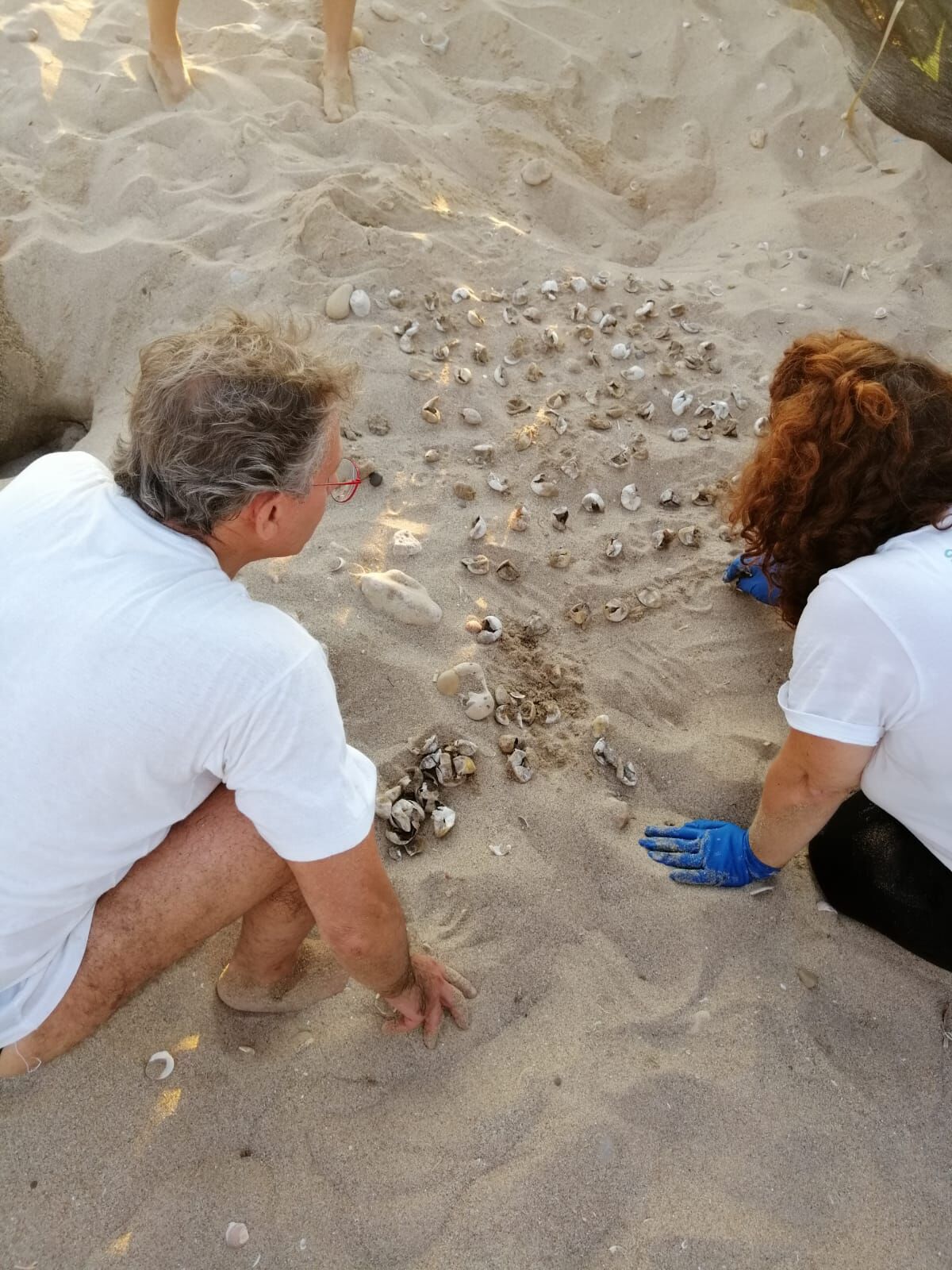 La carica delle 121: a Scoglitti incredibile schiusa di tartarughe