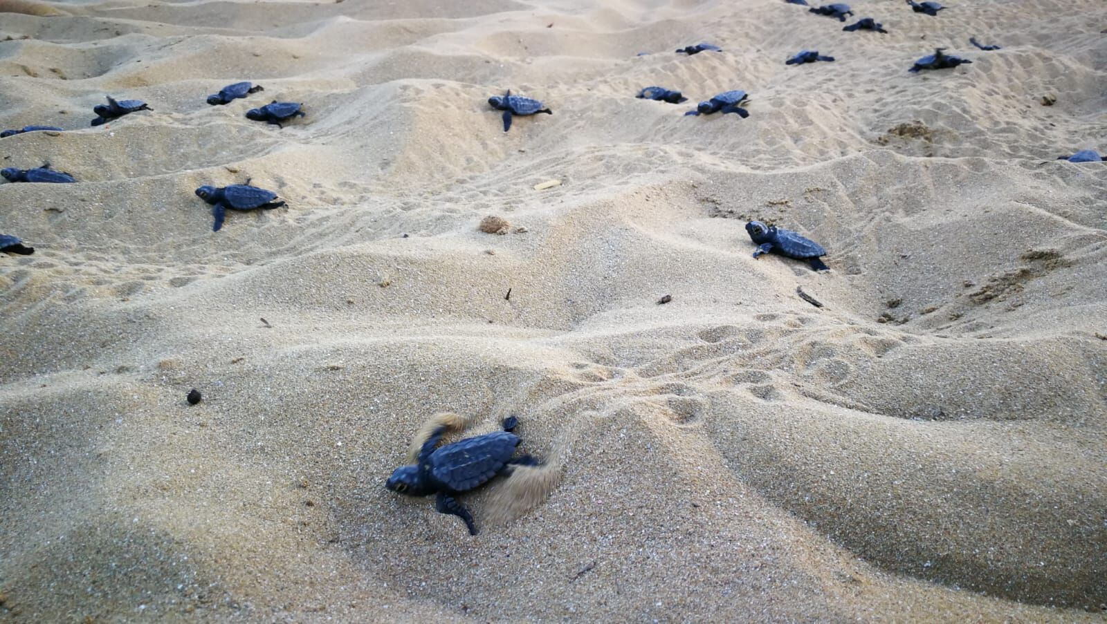 Ambiente, Giornata della Terra, a Sciacca liberate due tartarughe
