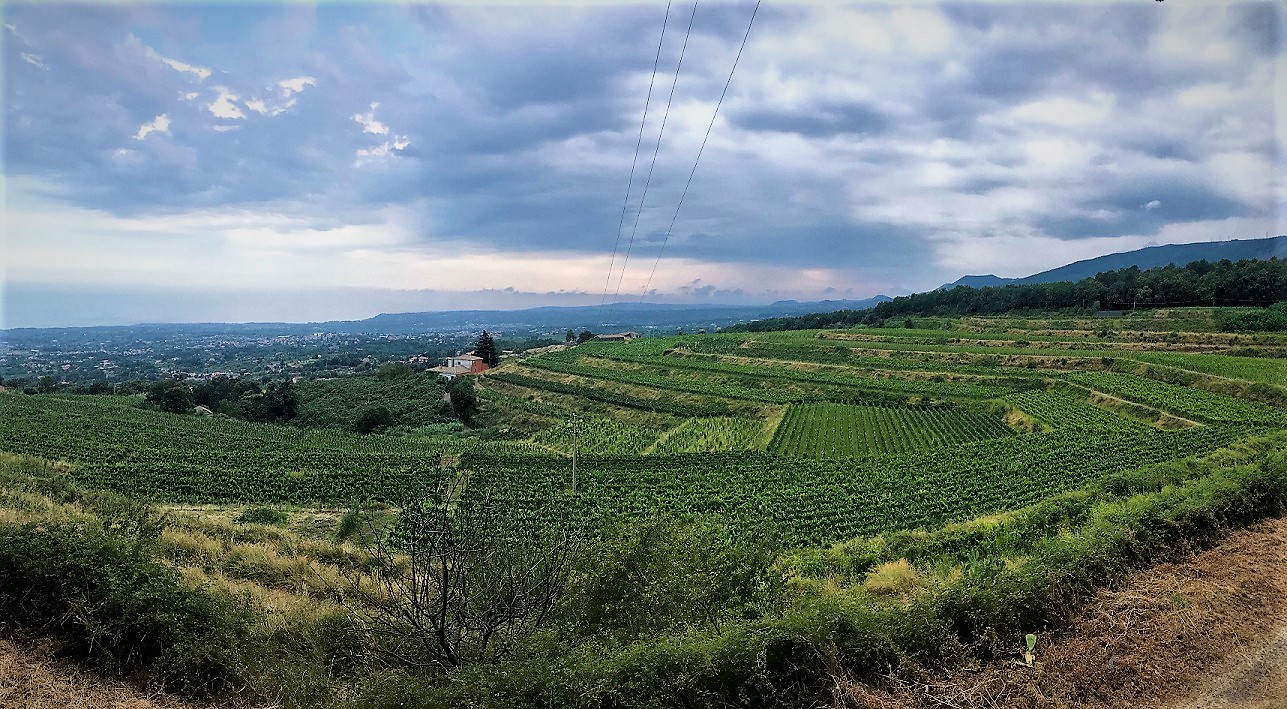Galleria foto 'Vinimilo, domani all’alba colazione del contadino in piazza' - foto 2