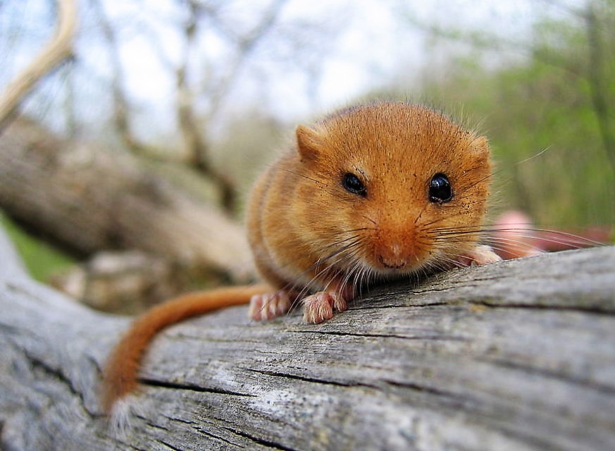 Nebrodi, troppi ghiri, già liberati i rapaci