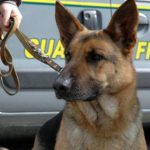 GdF di Palermo: bilancio dell’attività antidroga