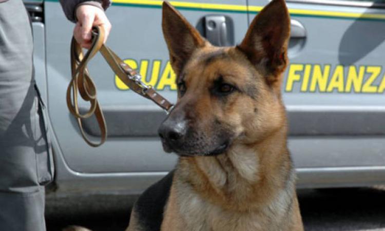 GdF di Palermo: bilancio dell’attività antidroga GdF di Palermo: bilancio dell’attività antidroga