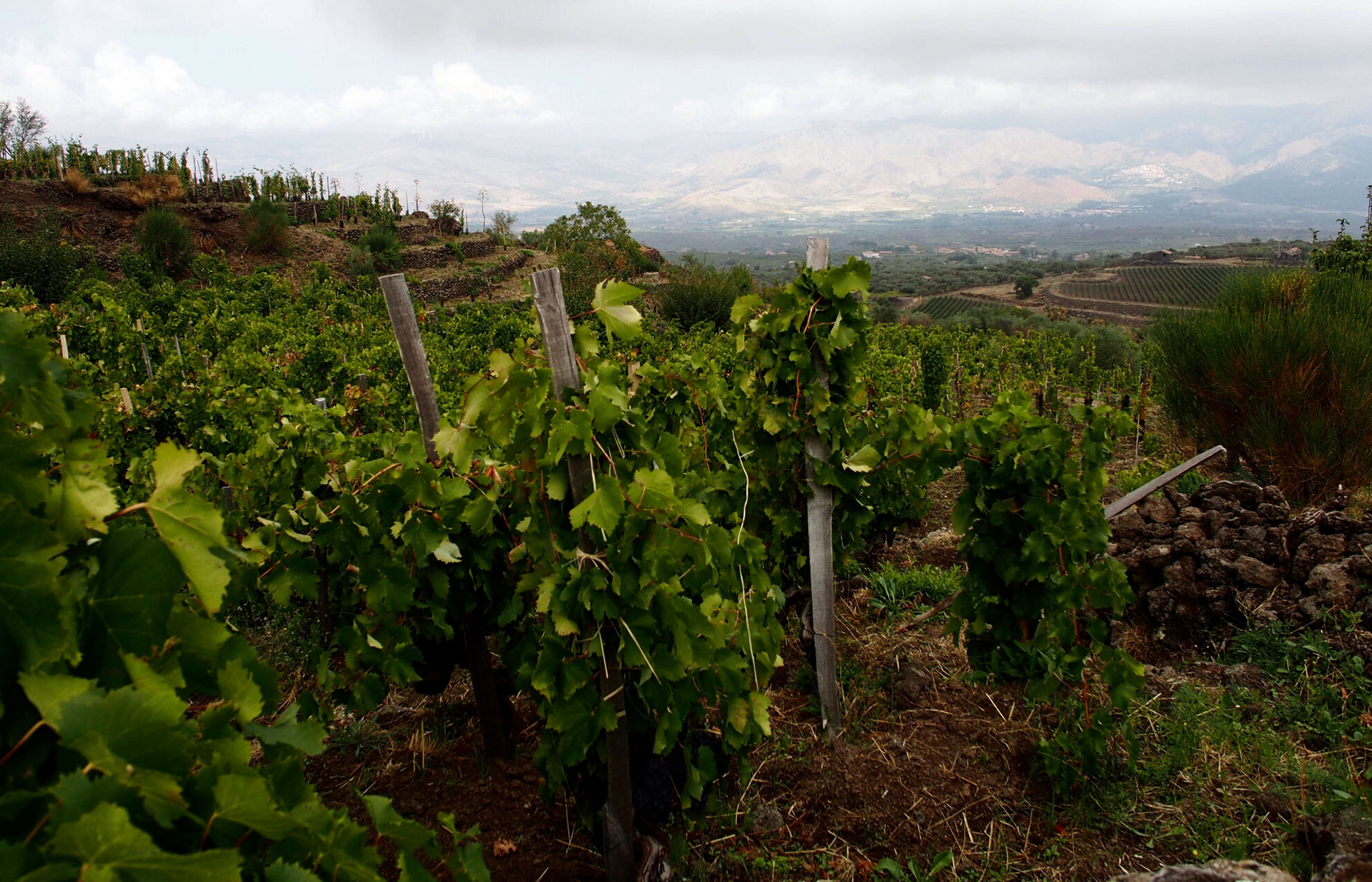 Investimenti per il comparto agricolo, 40 milioni destinati alle opere irrigue Investimenti per il comparto agricolo, 40 milioni destinati alle opere irrigue