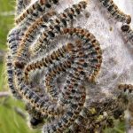 Continua la diffusione della processionaria