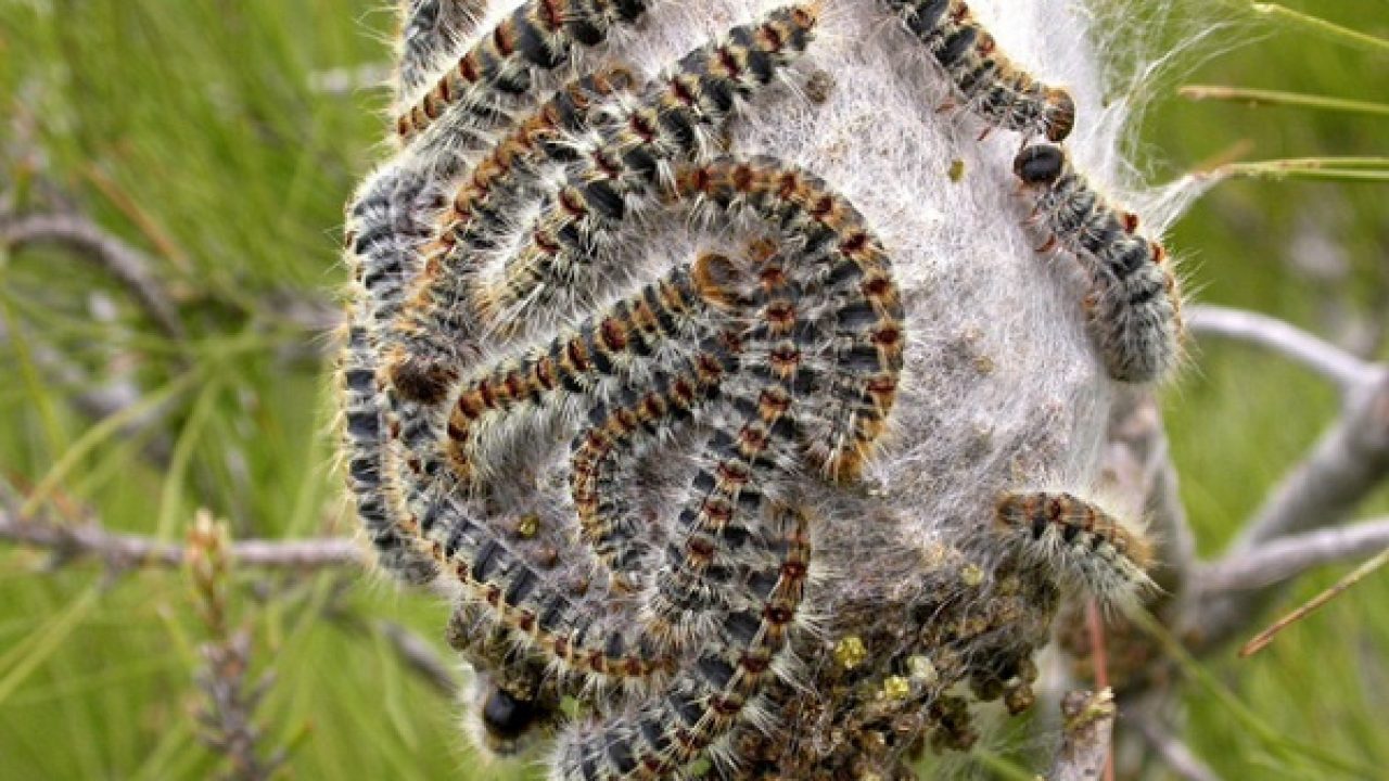 Continua la diffusione della processionaria