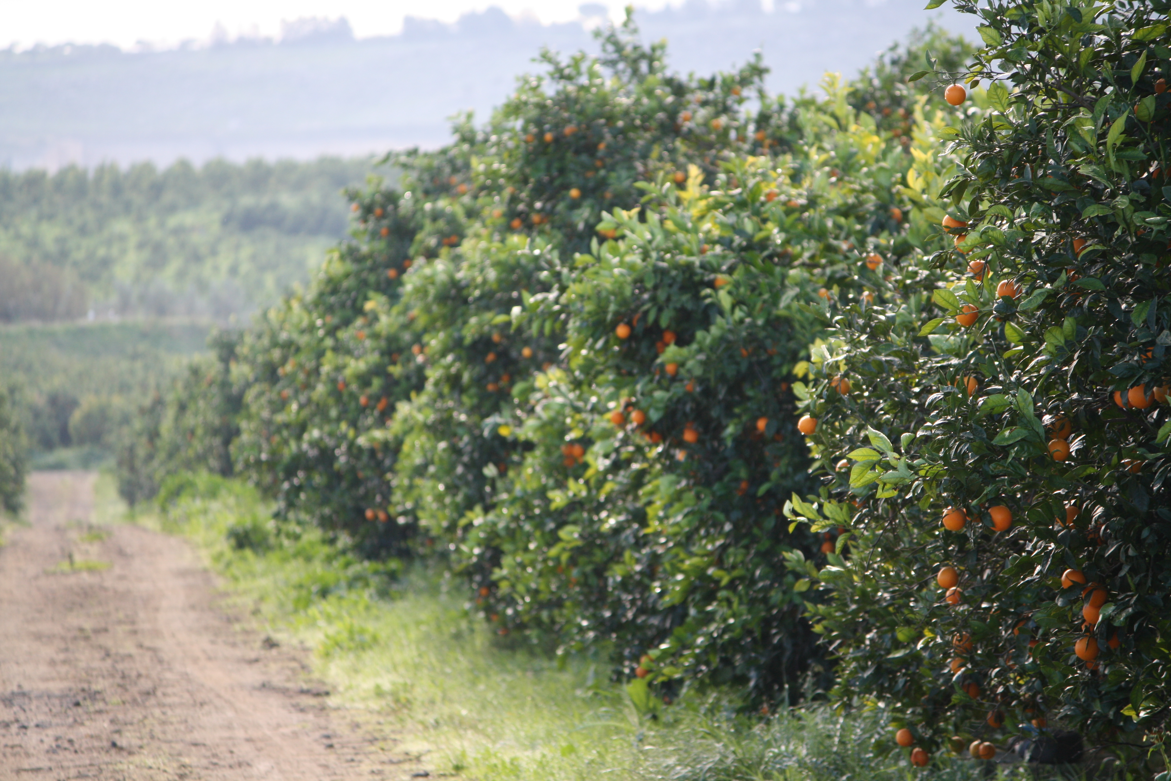 Agrigento, agricoltura locale rischia il crollo