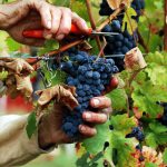 Clima estremo, Assovini Sicilia: “Si prospetta vendemmia difficile”