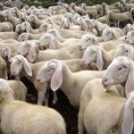 Pecore invadono l’autostrada, traffico rallentato allo svincolo per Acireale