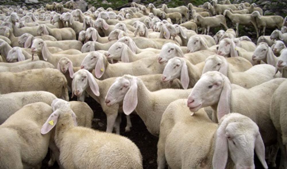 Pecore invadono l’autostrada, traffico rallentato allo svincolo per Acireale