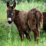 Asini della legalità impegnati nel sociale per riabilitazione ed educazione assistita a Troina