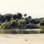 Il Boschetto della Plaia è “salvo”, anzi no. M5S: ancora oltre 22 mila mq in vendita