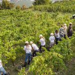 Bio, alla Sicilia il primato per superficie coltivata