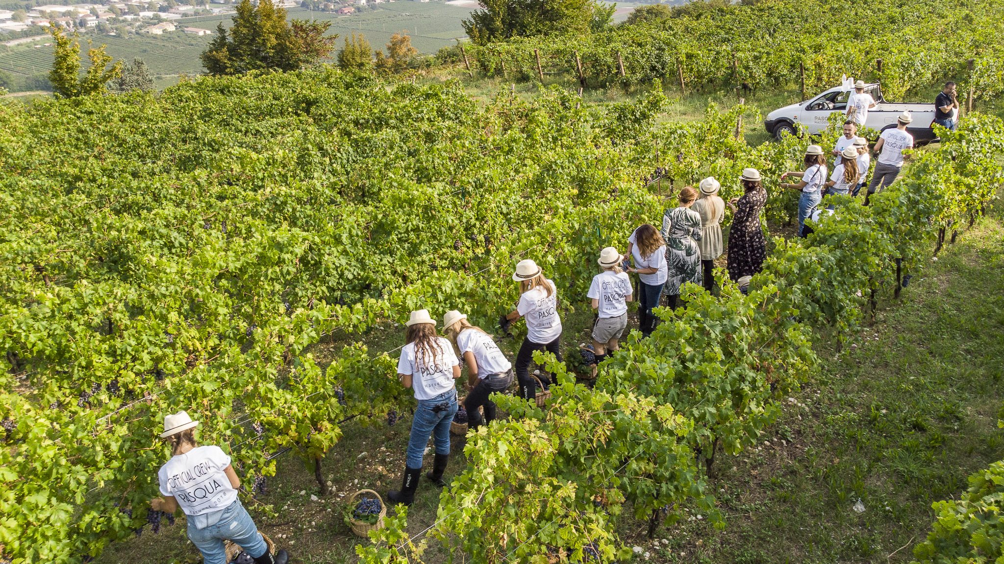 Bio, alla Sicilia il primato per superficie coltivata