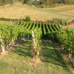 OCM Vino, 38 milioni alle imprese per riconversione vigneti