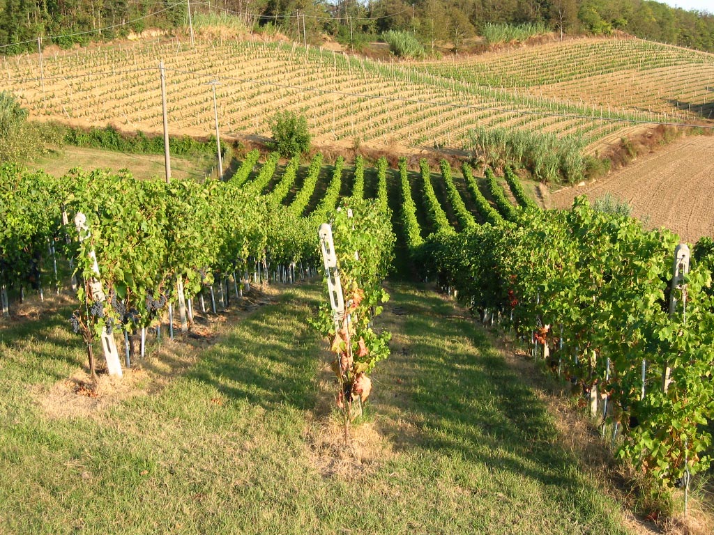 OCM Vino, 38 milioni alle imprese per riconversione vigneti