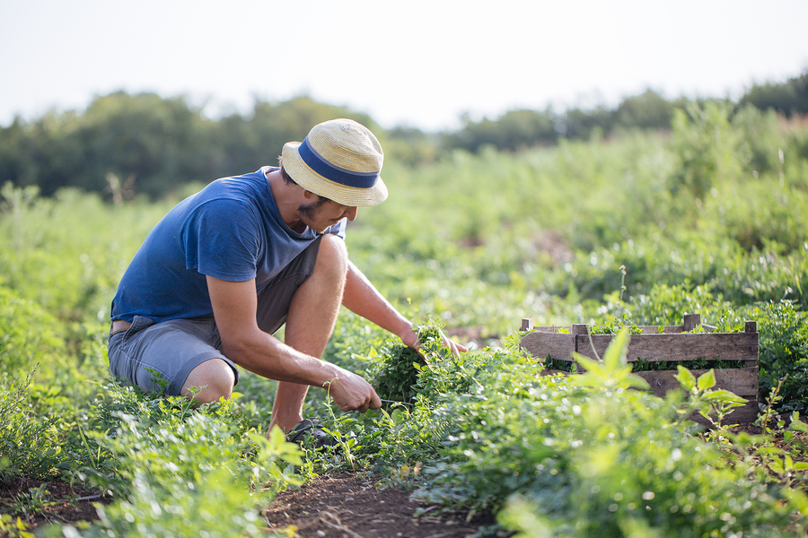 Crisi agricoltura, cosa fanno gli europarlamentari siciliani per l’Isola