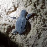 Meravigliosa invasione sulla spiaggia Caretta Caretta protagonista a Menfi