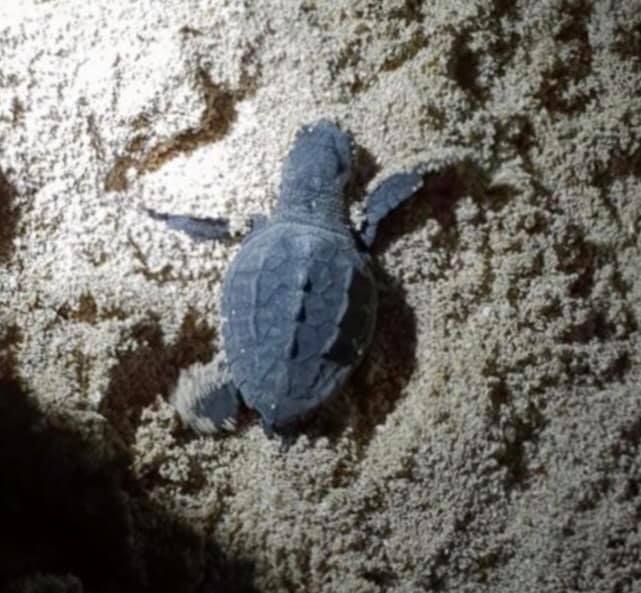 Meravigliosa invasione sulla spiaggia Caretta Caretta protagonista a Menfi