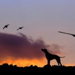 Incendi, ambientalisti chiedono stop caccia per 2021-22