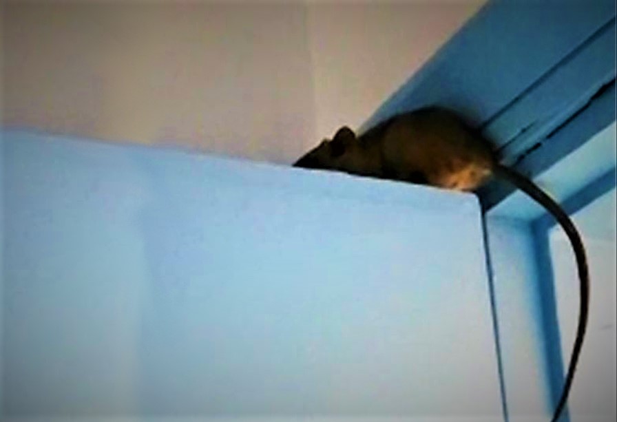 Carceri, topi nella mensa del penitenziario di San Cataldo