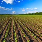 Verifica dei terreni agricoli comunali per progetti di agricoltura bio-sociale