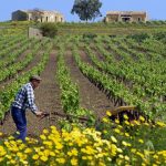 Coldiretti, agricoltura italiana la più green d’Europa