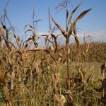Infestanti in agricoltura, ecco come difendersi