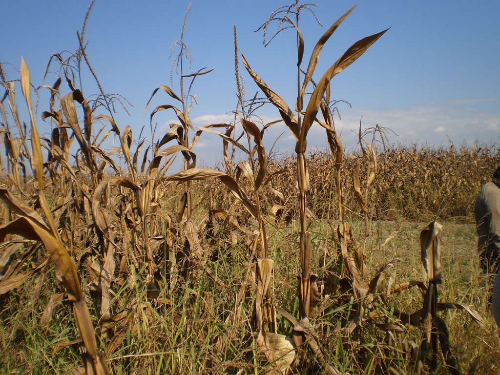 Infestanti in agricoltura, ecco come difendersi