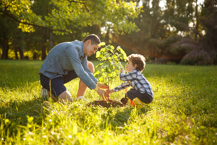 Un albero per ogni bambino nato? I Comuni siciliani se ne infischiano