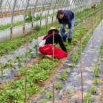 Dalla Regione 6 milioni per formare agricoltori