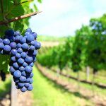In Sicilia arrivano sei nuove varietà di vite da vino