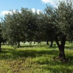 Stime sulla produzione dell’olio in calo, grido d’allarme da parte dei coltivatori