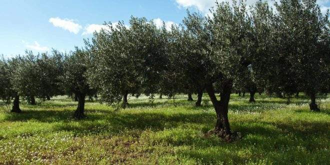 Stime sulla produzione dell’olio in calo, grido d’allarme da parte dei coltivatori