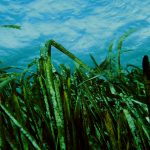 A Ragusa Eni coltiva un’alga per produrre biocarburante