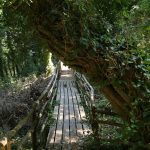 Il “Bosco Sacro” di Erice vede la luce,  finanziamento da seicentomila euro