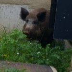 L’allarme di Coldiretti, “2,3 mln di cinghiali assediano città e campagne”