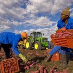 Cassibile, residenti firmano petizione contro villaggio braccianti