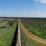 Dall’agricoltura sociale al caffè letterario, così i beni confiscati rinascono in Sicilia