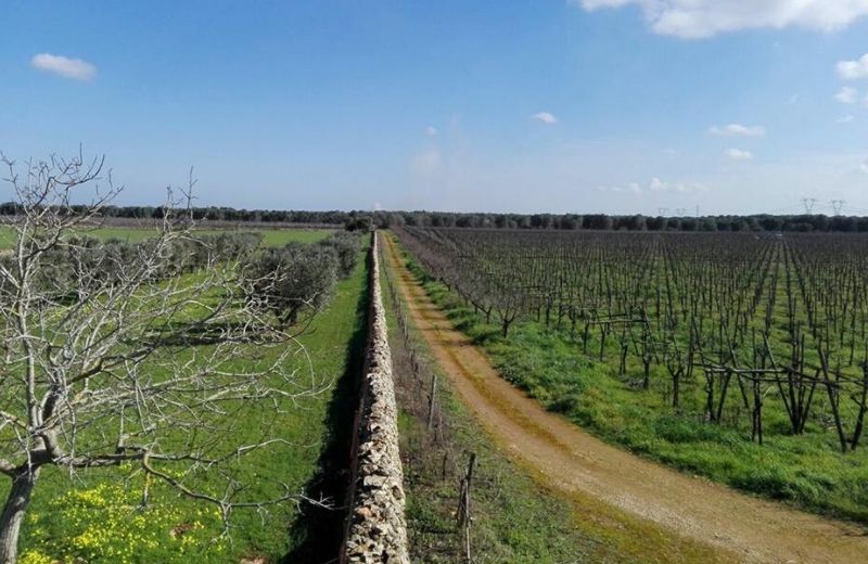 Dall’agricoltura sociale al caffè letterario, così i beni confiscati rinascono in Sicilia