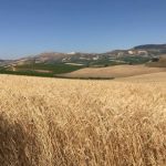 Mosca sospende partecipazione a accordo su grano