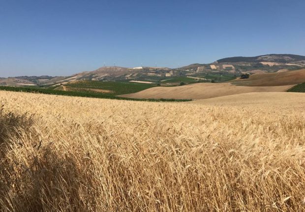 Mosca sospende partecipazione a accordo su grano