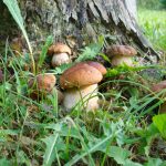 Non solo gusto, anche importanti virtù nutrizionali per funghi e tartufi