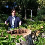 Catania (quasi) senza verde urbano che abbatte gli alberi, l’assessore “Non è un capriccio, sono a rischio crollo”